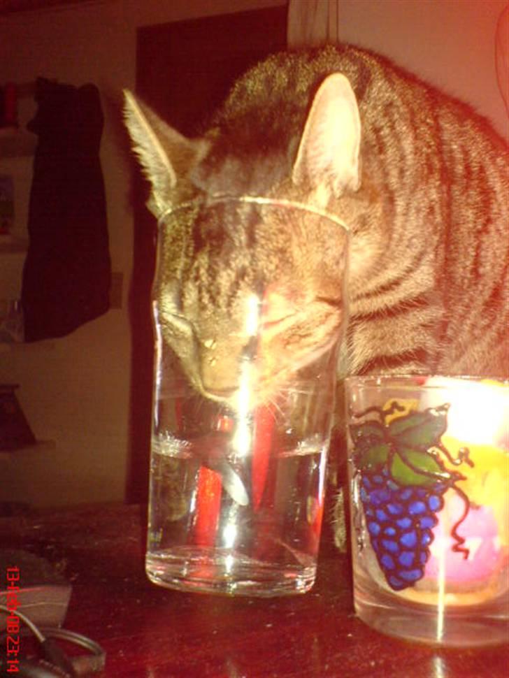 Huskat Oscar billede 14