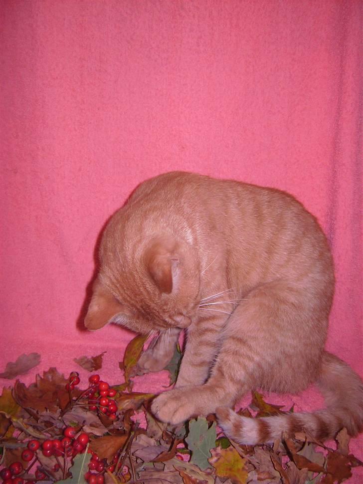 Blanding af racer Garfild <33 R.I.P  - Garfild  LOVE YOU !! billede 1