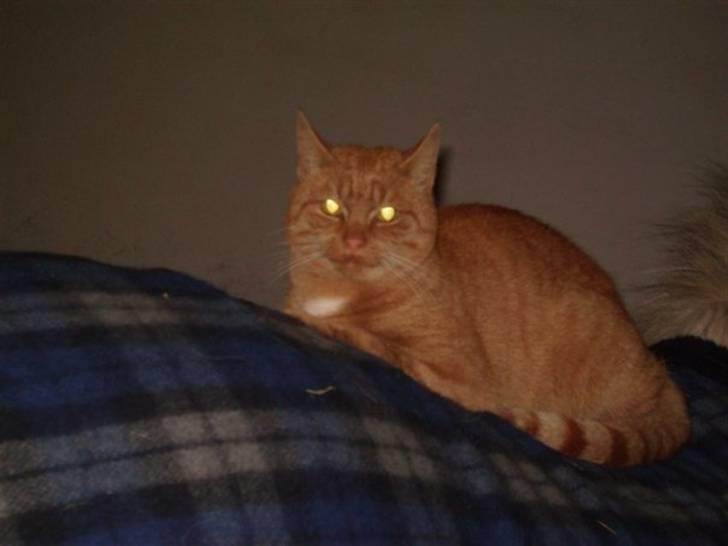 Blanding af racer Garfild <33 R.I.P  - Garfild på isabella (min hest) efter ridning billede 2