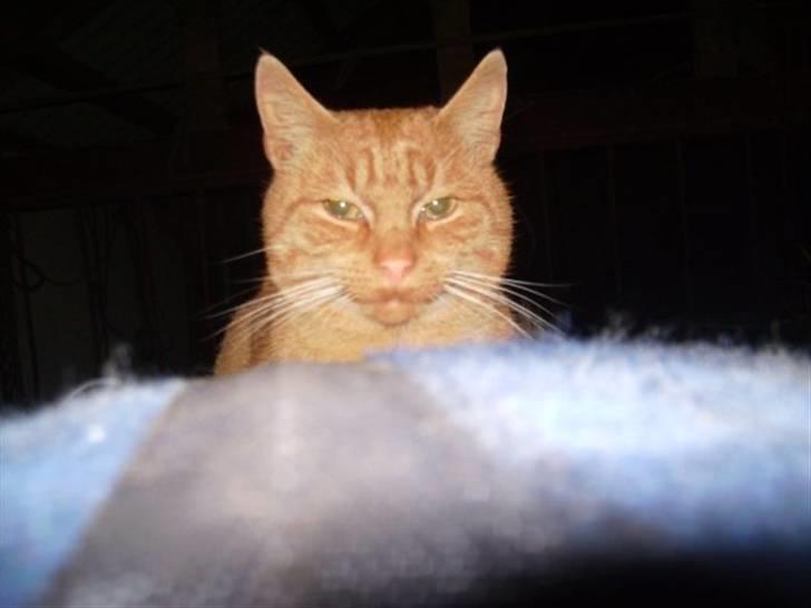 Blanding af racer Garfild <33 R.I.P  - Garfild på isabella (min hest) efter ridning billede 3