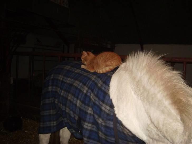 Blanding af racer Garfild <33 R.I.P  - Garfild og isabella  billede 4