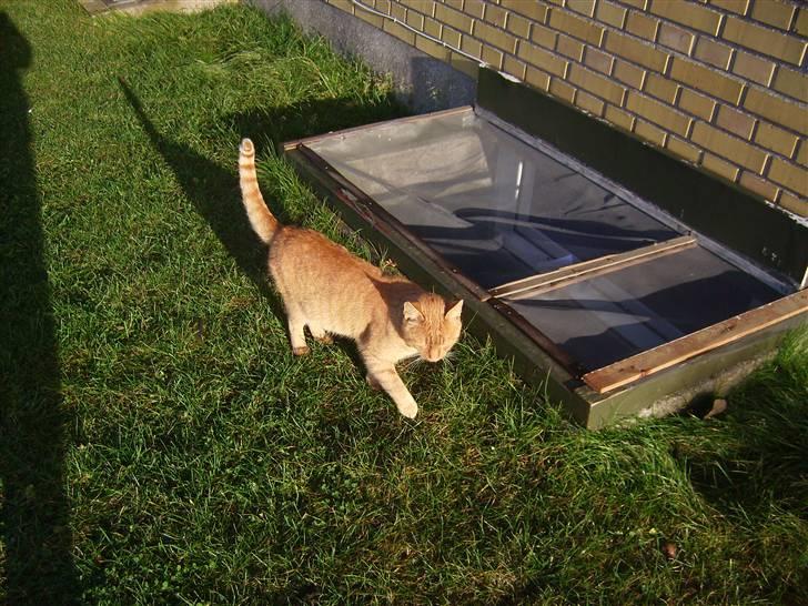 Blanding af racer Garfild <33 R.I.P  - Garfild uden for i det dejlige vejer billede 5