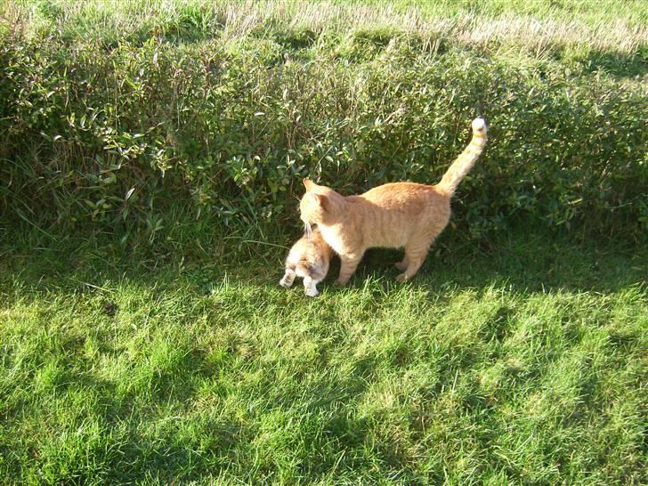 Blanding af racer Garfild <33 R.I.P  - Garfild og Felix (min kanin)  billede 6