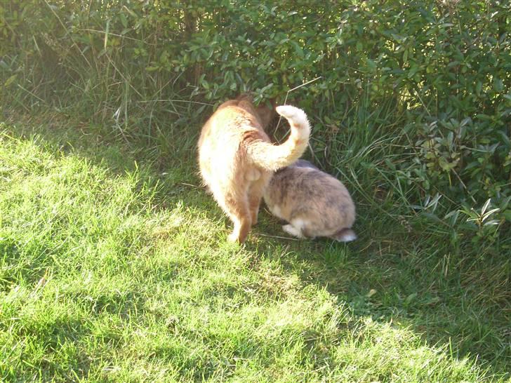 Blanding af racer Garfild <33 R.I.P  - Garfild og Felix (min kanin)  billede 7