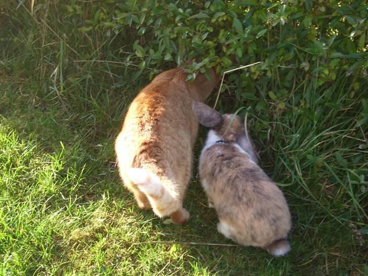 Blanding af racer Garfild <33 R.I.P  - Garfild og Felix (min kanin)  billede 8