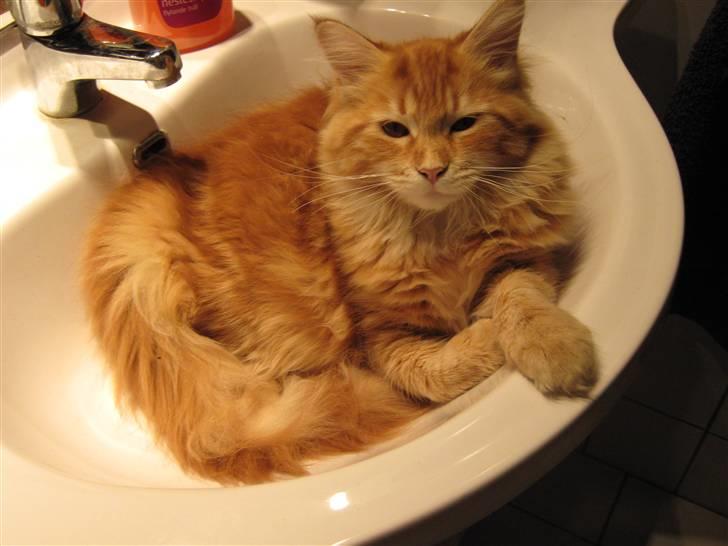 Maine Coon Connie billede 8