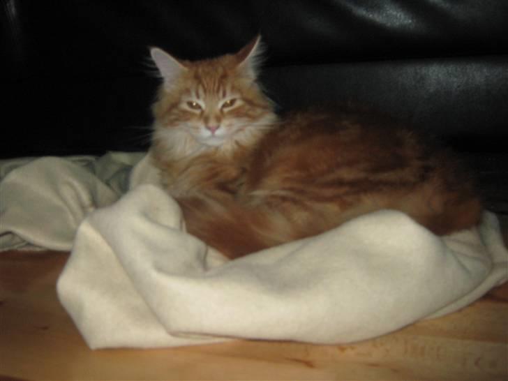 Maine Coon Connie billede 9