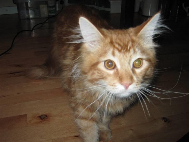 Maine Coon Johnnie billede 9