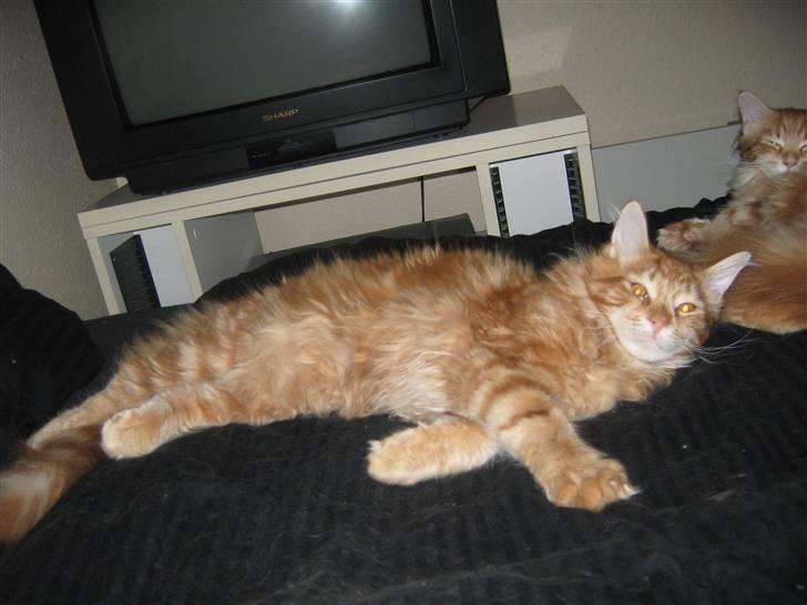Maine Coon Johnnie billede 10