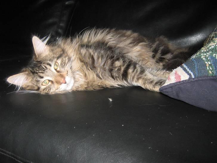 Maine Coon Ronnie billede 9