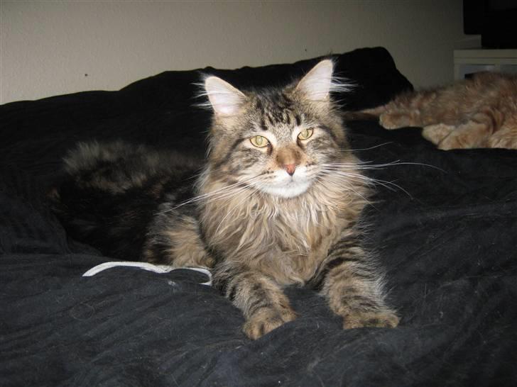 Maine Coon Ronnie billede 10
