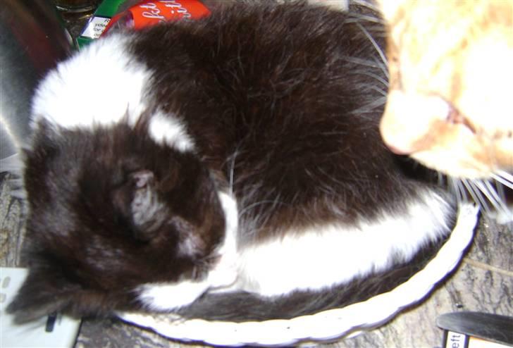 Blanding af racer Floffy - Jo,kunne godt tage en lur her billede 6