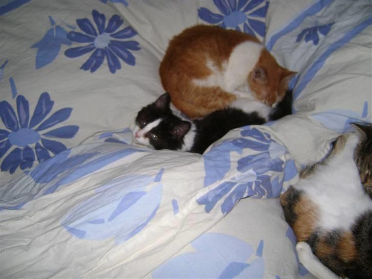 Blanding af racer Floffy - Miau,niks jeg sover ikke billede 11