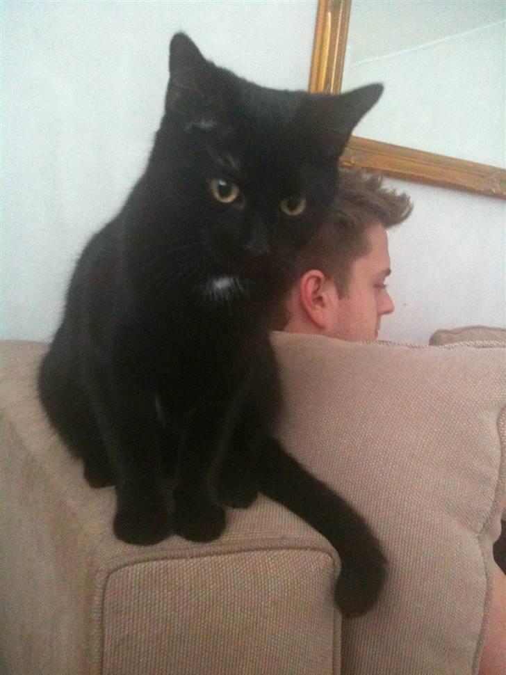 Blanding af racer Putte billede 5