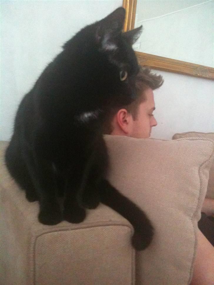 Blanding af racer Putte billede 6