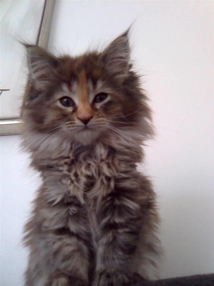 Maine Coon Fanta billede 3