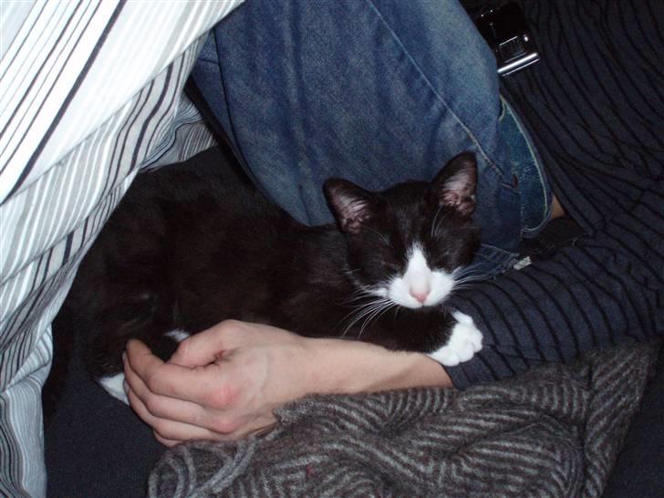 Huskat Chilie billede 2