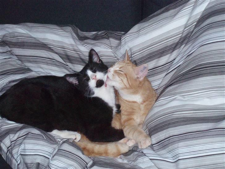 Huskat Chilie billede 3