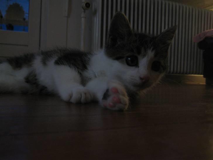 Blanding af racer Felix - Det her er livet at ligge her og dasse foran fjernsynet:) billede 1