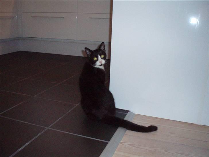 Huskat Chilie billede 4