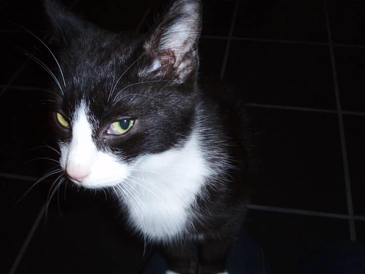 Huskat Chilie billede 5