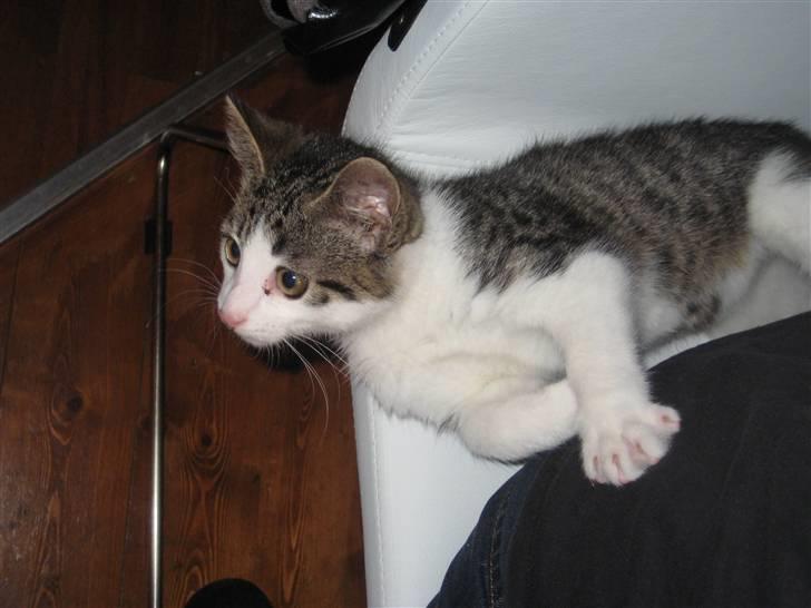 Blanding af racer Felix billede 3