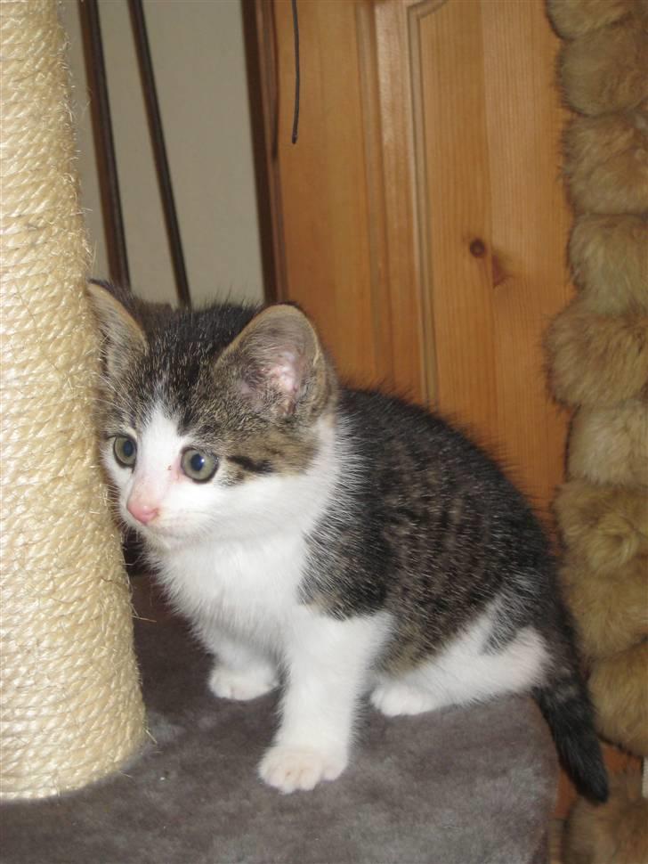 Blanding af racer Felix billede 5