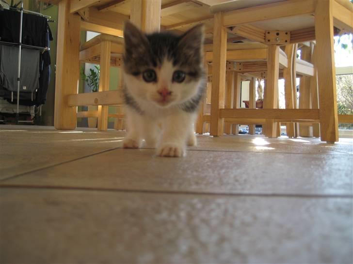 Blanding af racer Felix - Hvad er det for en bette Sniger<3<3<3 billede 8