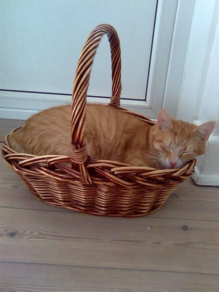 Huskat Mango billede 1