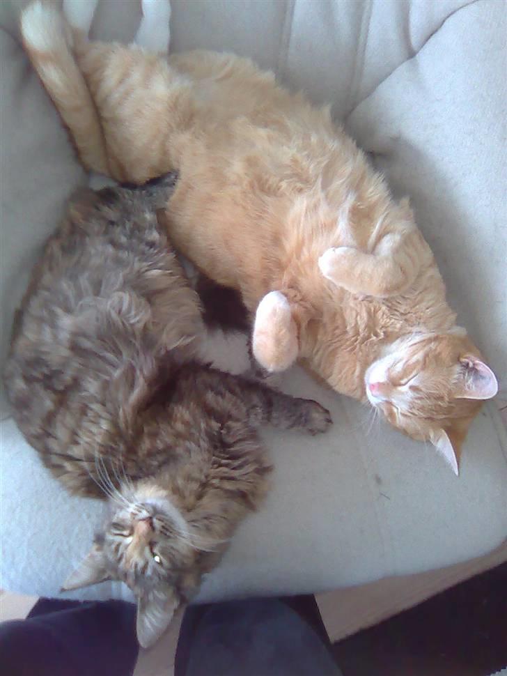 Huskat Mango billede 2