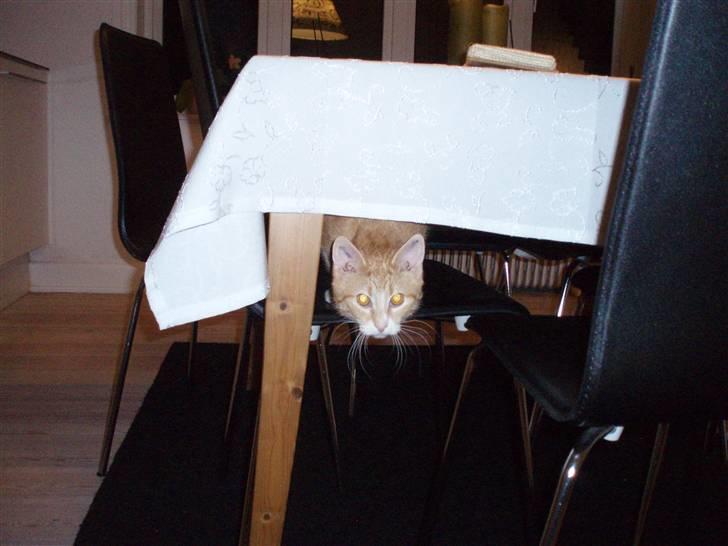 Huskat Mango billede 3