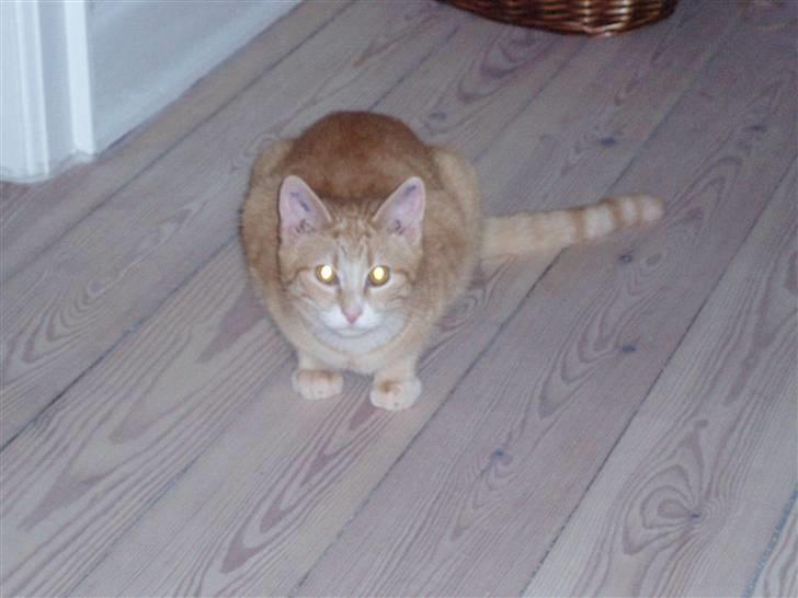 Huskat Mango billede 4