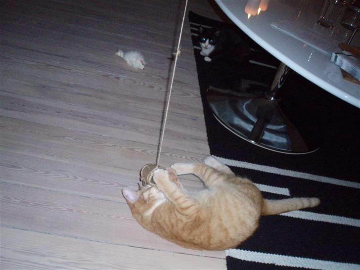 Huskat Mango billede 5