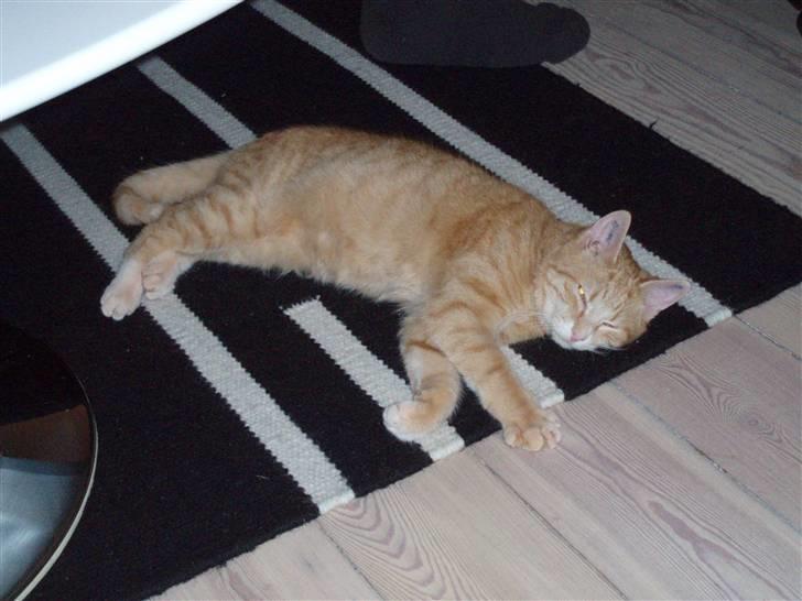 Huskat Mango billede 6