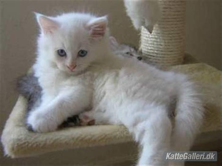 Maine Coon Snebold R.I.P 31/12/11 billede 19