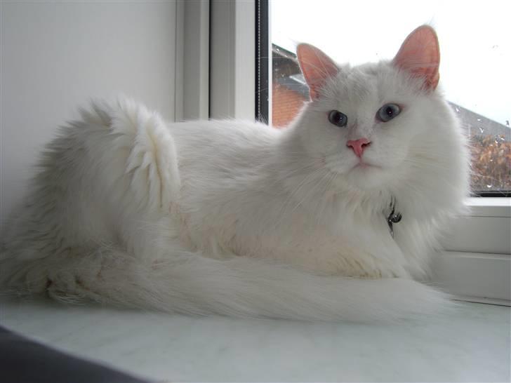 Maine Coon Snebold R.I.P 31/12/11 billede 20