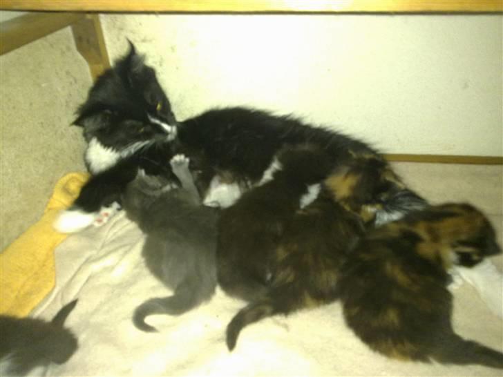 Maine Coon miv - her ligger miv med sine 3 uger gamle killinger billede 6