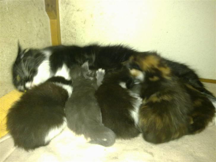 Maine Coon miv - de små ligger lige og får en mælketår billede 7