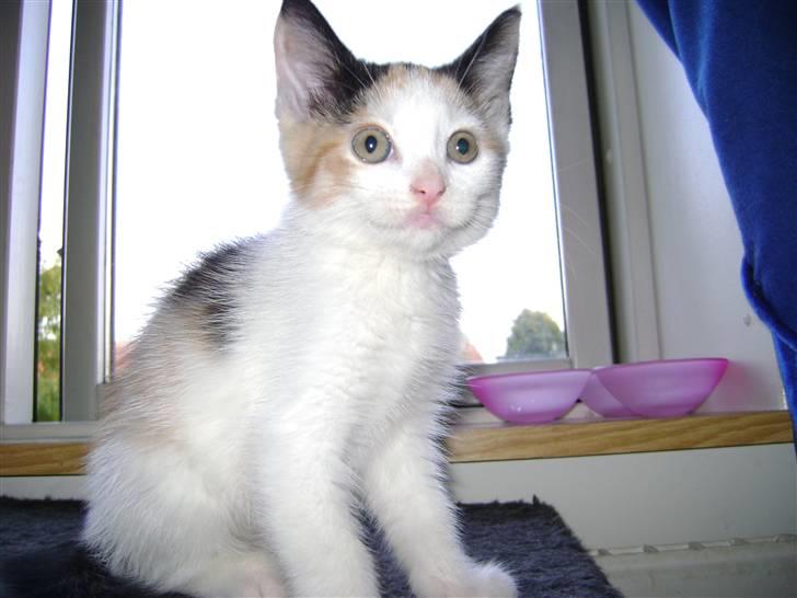 Blanding af racer Perle billede 1