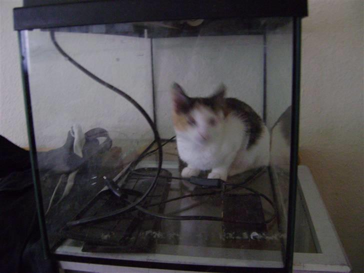 Blanding af racer Perle - Det er hva´ der sker her i huset hvis man glemmer at komme låg på akvariet ;-)  billede 2