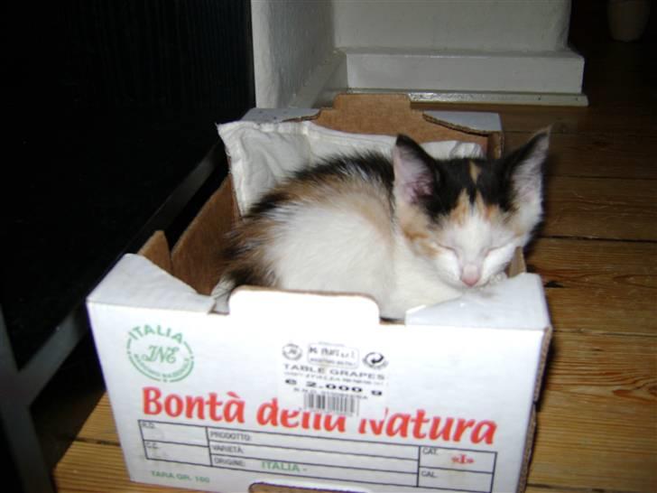 Blanding af racer Perle - Det er hårdt at være en lille mis :P  billede 3