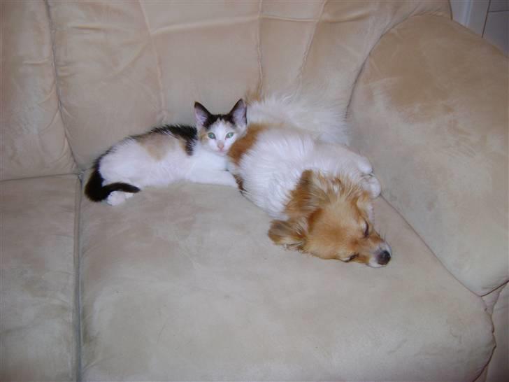 Blanding af racer Perle - Kom ikke og sig at hunden ikke kan bruges til noget ;-P  billede 4