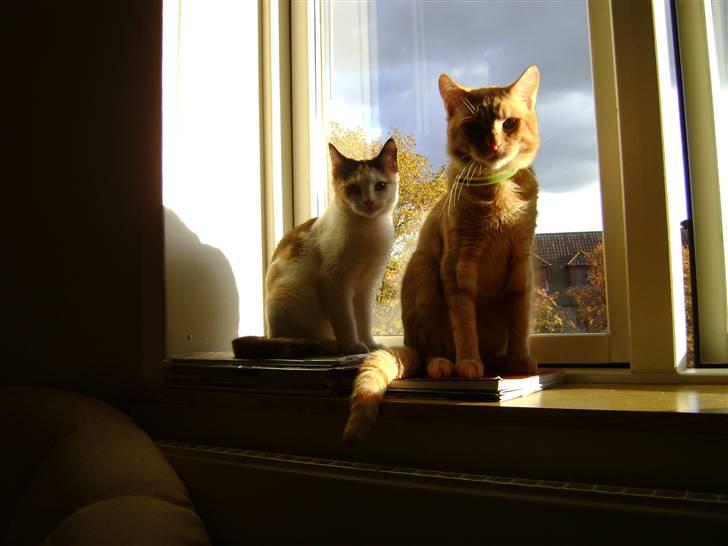 Blanding af racer Perle - Så er der vagt skifte i vindueskarmen ! Griner  billede 5