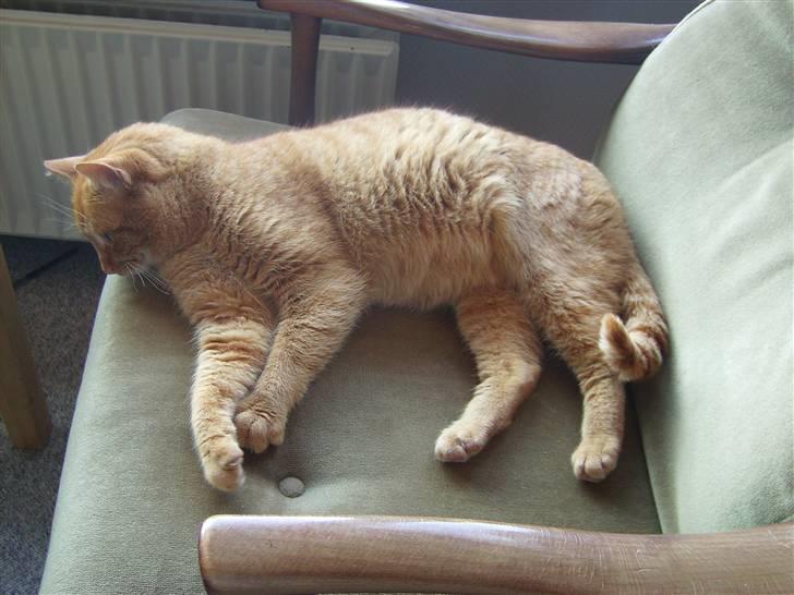 Blanding af racer Oliver <33 billede 1