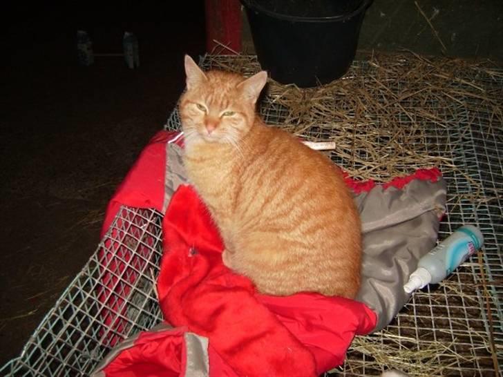 Blanding af racer Oliver <33 billede 2