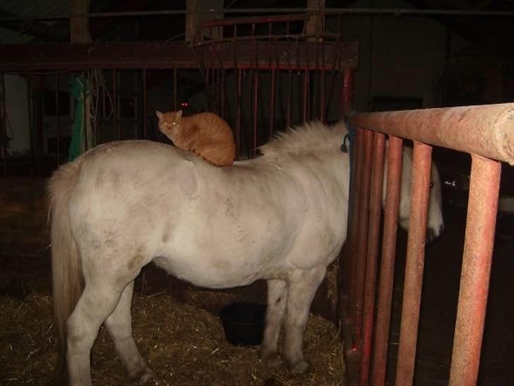 Blanding af racer Oliver <33 billede 3