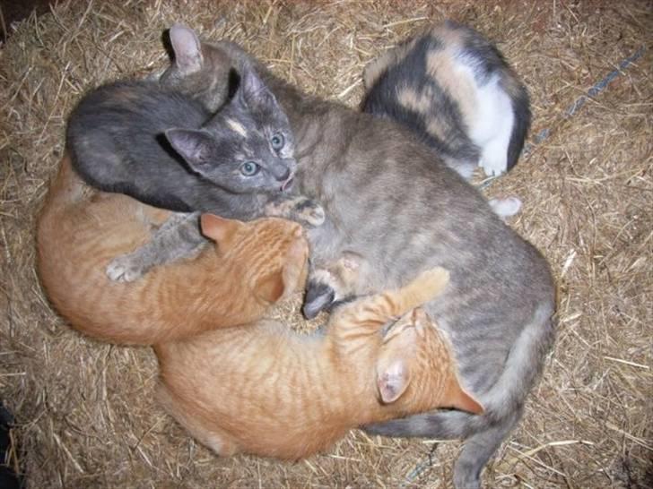 Blanding af racer Oliver <33 billede 4