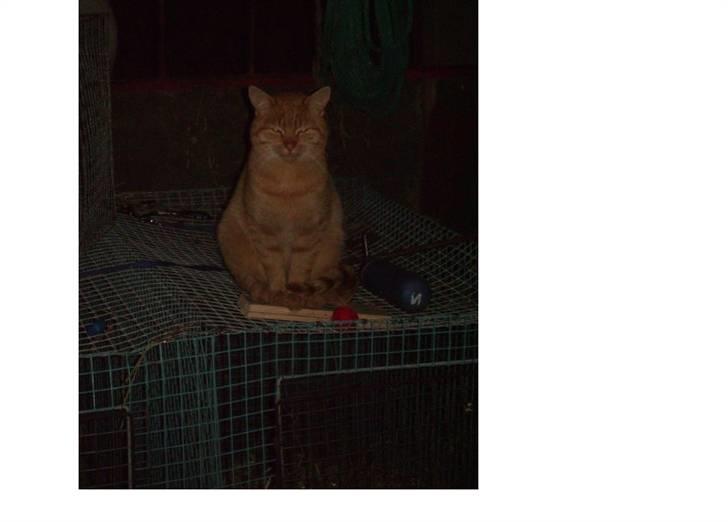 Blanding af racer Oliver <33 billede 5