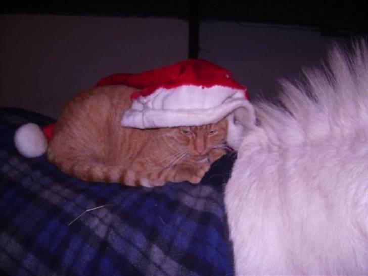 Blanding af racer Garfild <33 R.I.P  - Garfild er vist klar til jul billede 9