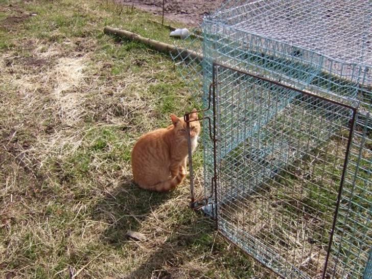 Blanding af racer Garfild <33 R.I.P  - Garfild ved kanin buret billede 10